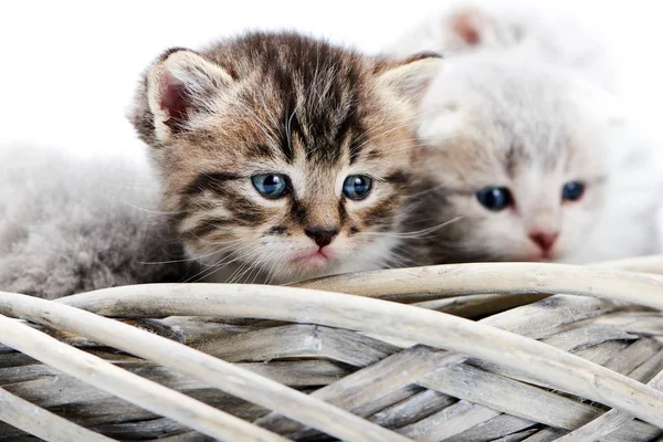 Pequeno gatinho listrado marrom fofo de olhos azuis sentado entre outros gatinhos cinzentos bonitos em cesta de vime branco enquanto posando para photoset . — Fotografia de Stock