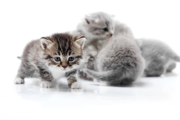 Um pequeno gatinho curioso engraçado explorando estúdio de fotos branco, enquanto outros jogando atrás dele isolado no fundo branco . — Fotografia de Stock