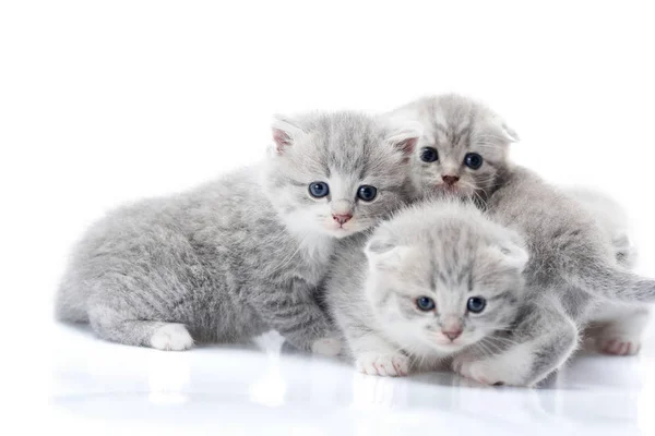 Gatinhos fofos cinzentos recém-nascidos olhando para a câmera enquanto brincam juntos e exploram o mundo ao seu redor . — Fotografia de Stock