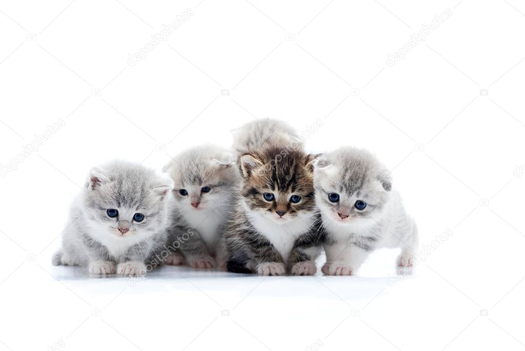 Four small cute grey kittens and one dark brown kitten are posing in white photo studio