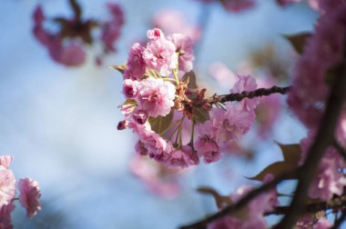 Mavi gökyüzü arka plan üzerinde ilkbaharda çiçek açan güzel pembe sakura.