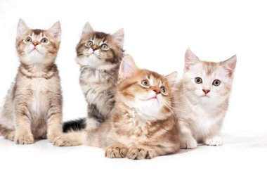 Dört kedi yavrusunun ön görüntüsü.