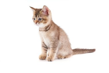 Sevimli kahverengi kedi yavrusuna yaklaş.