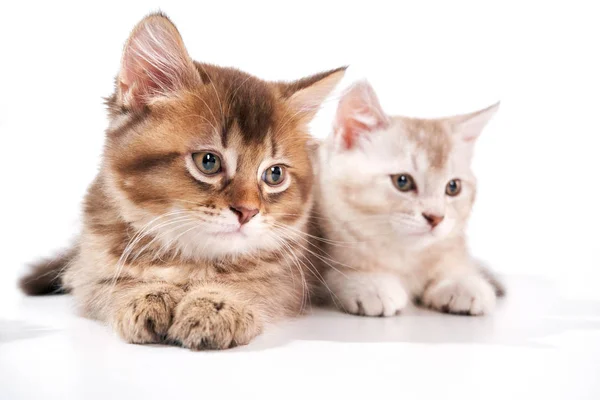 Vista frontal de dois gatos bebés . — Fotografia de Stock