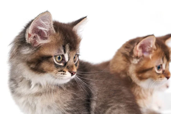 İki kahverengi yavru kedinin önü. — Stok fotoğraf