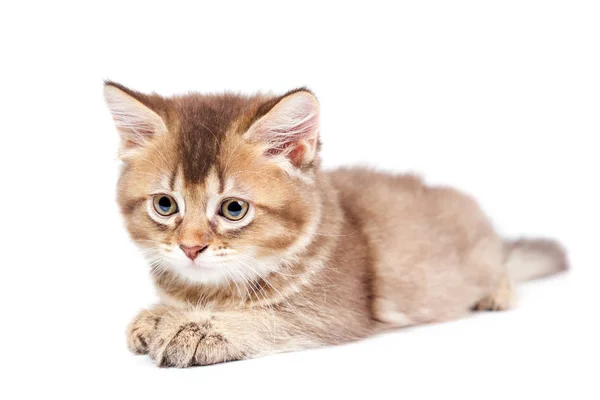 Front view of lying kitten isolated on white. — Stock Photo, Image