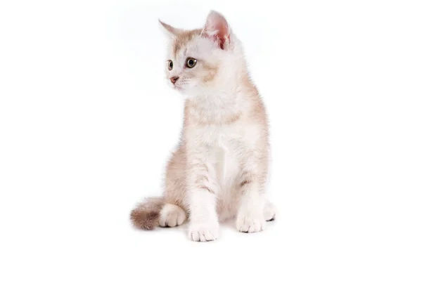 Close up of lovable brown and white kitten. — Stock Photo, Image