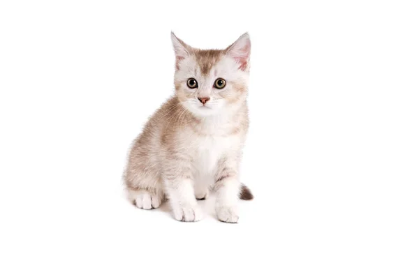 Brown and white kitten isolated on white. — Stock Photo, Image