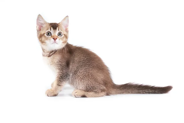 Close up of adorable brown kitten. — Stock Photo, Image