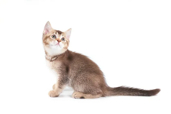 Side view of adorable brown kitten. — Stock Photo, Image