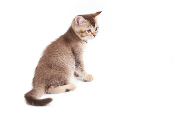 Back view of shorthair brown kitten. — Stock Photo, Image