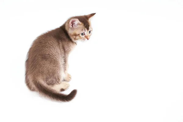 Back view of adorable brown kitten. — Stock Photo, Image