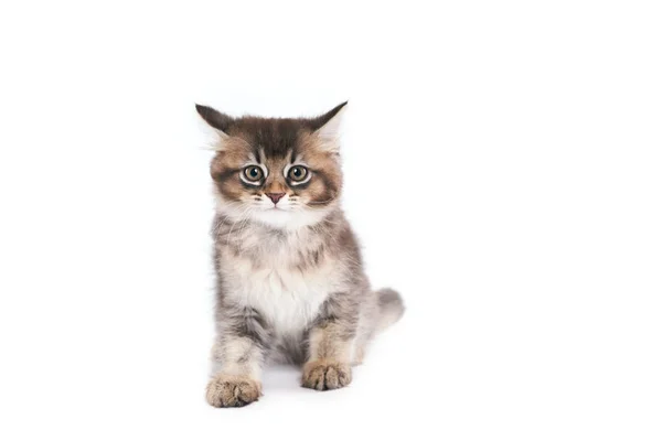 Tabby kitten isolated on white. — Stock Photo, Image