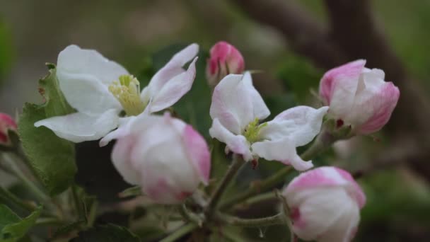 Macro-vidéographie de la fleur de pomme . — Video