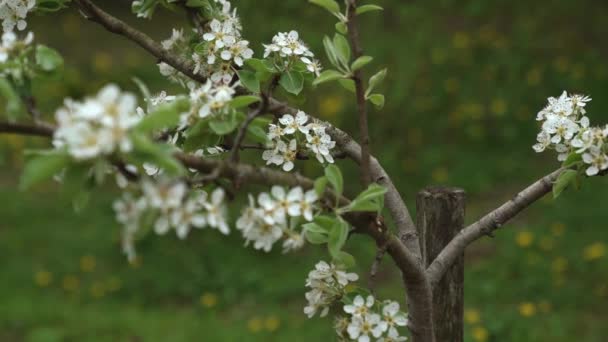 Macro videografia de flor de cereja . — Vídeo de Stock