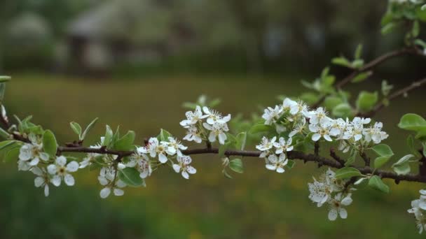 Macro videografia de flor de cereja . — Vídeo de Stock