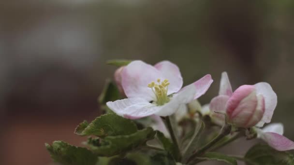 Macro videografía de flor de manzana . — Vídeo de stock