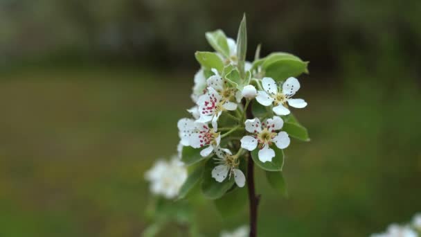 Macro videografia de flor de cereja . — Vídeo de Stock