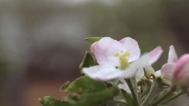 Makrovideografi av äppelblom. — Stockvideo