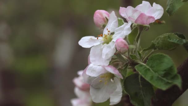 Makrovideografi av äppelblom. — Stockvideo