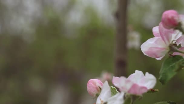 Macro videography of apple blossom. — Stock Video