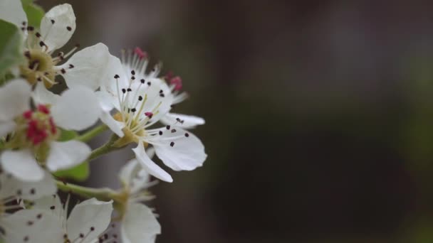 Macro videografía de flor de cerezo . — Vídeos de Stock