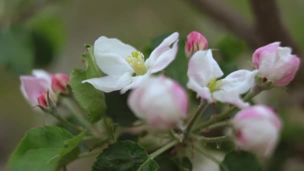 Makrovideographie der Apfelblüte. — Stockvideo