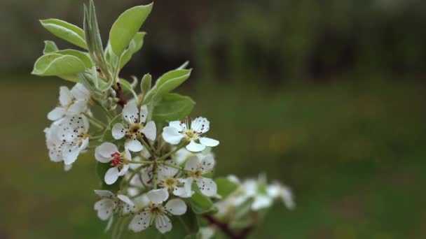 Macro videografía de flor de cerezo . — Vídeos de Stock