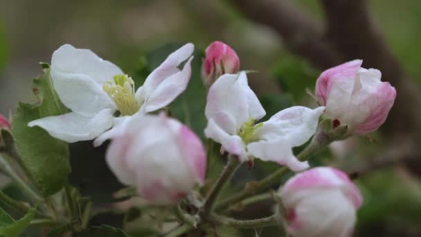 Макровідеографія цвітіння яблук . — стокове відео
