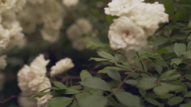 Green bush with blooming white roses with blur background — Stockvideo