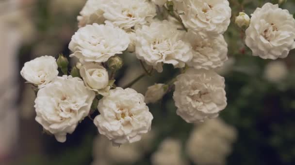 Belles roses blanches fleurissant sur le buisson avec des feuilles vertes 