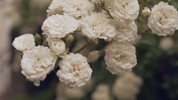 Beautiful white roses blooming on bush with green leaves — Stockvideo