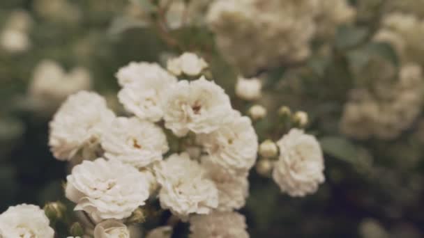 Bush branch with spring blossom of white wild roses — Stockvideo