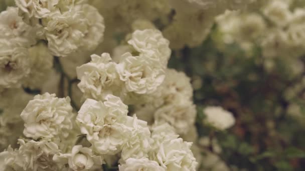 Раннє цвітіння дикої троянди на кущах з зеленим листям — стокове відео