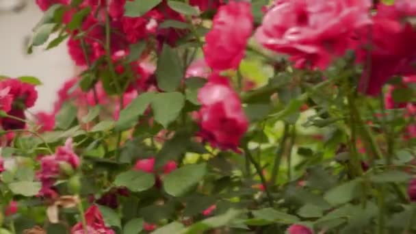 Blossom branch with red roses and small buds on bushes — Stockvideo