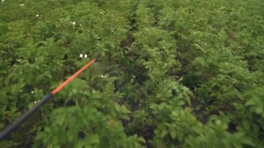 Patates çalılarını böceklerden korumak için kırmızı el spreyi.