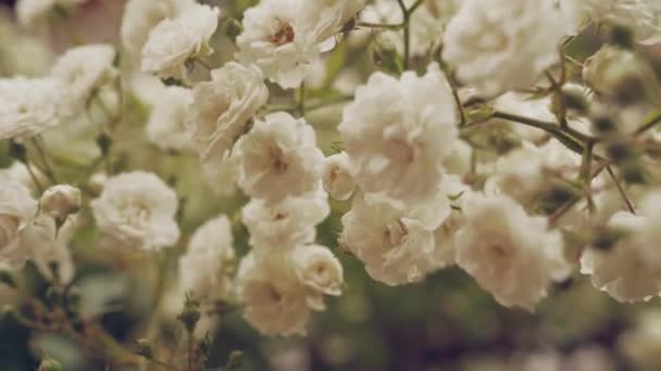 Close up of spring blossom of white roses on green bushes — Stockvideo