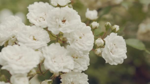 Wilde witte rozen op groene struiken bloeien in de zon — Stockvideo