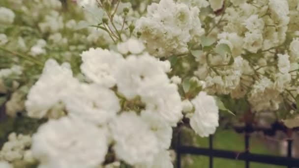 Vroeg bloeien van wilde roos op struiken met groene bladeren — Stockvideo