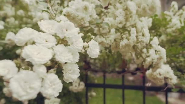 Zblízka krásné jarní bílé květy na zelených keřích — Stock video