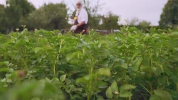 Садівник посипає картоплю розпилювачем від жуків колорадо — стокове відео