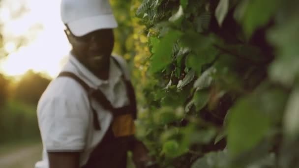 Lächelnder afroamerikanischer Gärtner schneidet Hecke. — Stockvideo