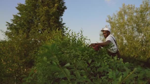 Afroamerikanischer Gärtner schneidet Spitze einer Hecke. — Stockvideo