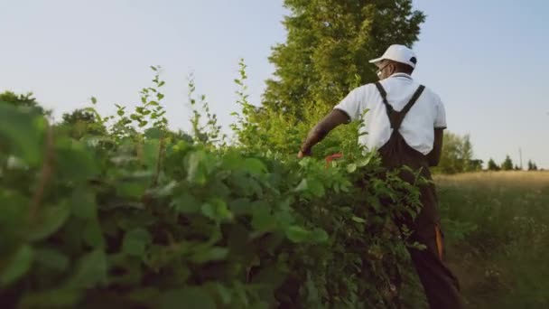 Afroamerikaanse gargener snijden top van heg. — Stockvideo