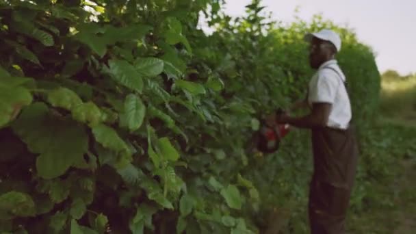 Afroamerikanischer Gärtner schneidet Hecke. — Stockvideo