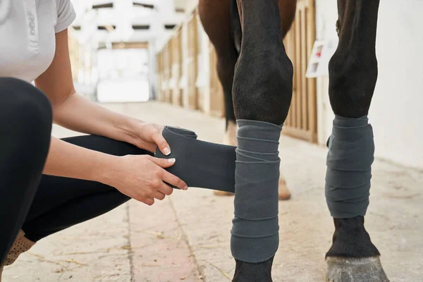 Close up of horses legs protected with grey bandages — 스톡 사진
