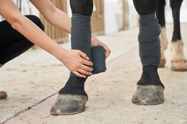 Young woman protecting stallion legs with bandages — 스톡 사진