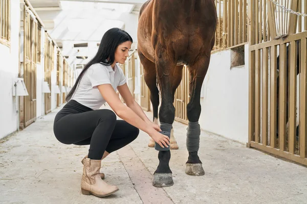 Beautiful dark haired girl bandaging horse legs — 스톡 사진