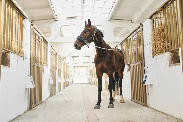 Full length portrait of strong purebred horse in stable — 스톡 사진