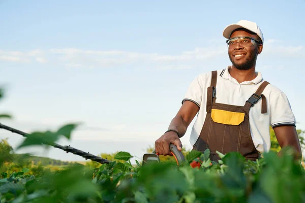 Leende afrikanska manliga trädgårdsmästare skära buskar med saxar — Stockfoto